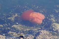 Scyphozoa