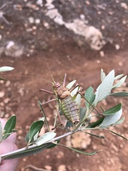 Parasteropleurus balearicus
