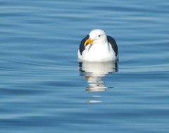 Larus dominicanus vetula