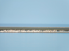 Pelecanus onocrotalus