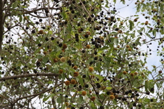 Mitragyna parvifolia