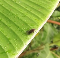 Avephora maculata