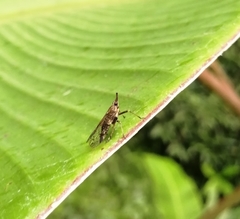 Avephora maculata