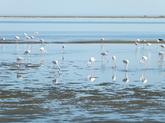 Phoenicopterus roseus