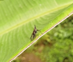 Avephora maculata