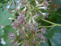 Adenostyles australis