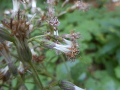 Adenostyles australis