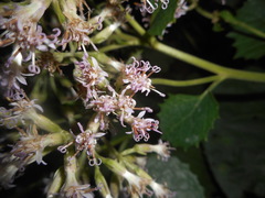 Adenostyles australis