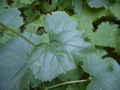 Adenostyles australis