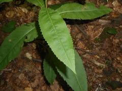 Senecio ovatus alpestris