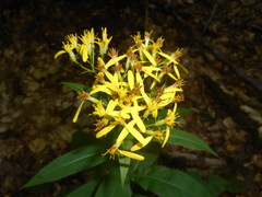 Senecio ovatus alpestris