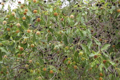 Mitragyna parvifolia