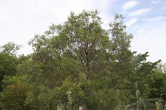 Mitragyna parvifolia