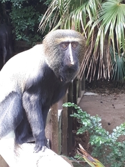Cercopithecus hamlyni