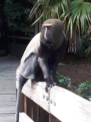 Cercopithecus hamlyni