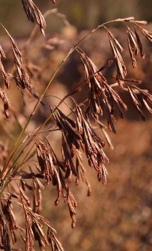 Karoo Thatchreed (Thamnochortus karooica)