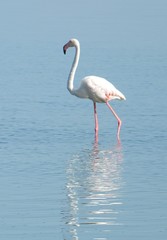 Phoenicopterus roseus