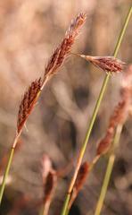 Thamnochortus karooica