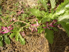 Fumaria muralis muralis