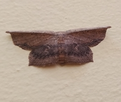 Phalacra
