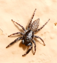 Menemerus taeniatus