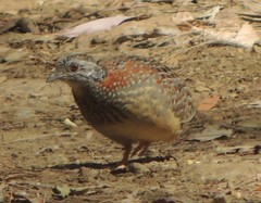 Turnix varius varius