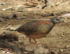 Turnix varius varius