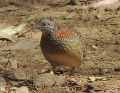 Turnix varius varius