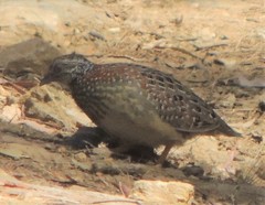 Turnix varius varius