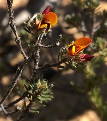 Pultenaea tenuifolia