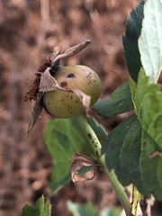 Rosa nutkana macdougalii