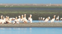 Pelecanus onocrotalus