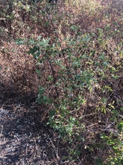 Rosa nutkana macdougalii