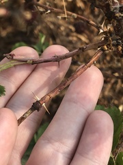 Rosa nutkana macdougalii