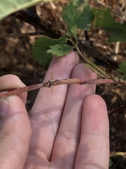 Rosa nutkana macdougalii