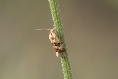 Aethes williana
