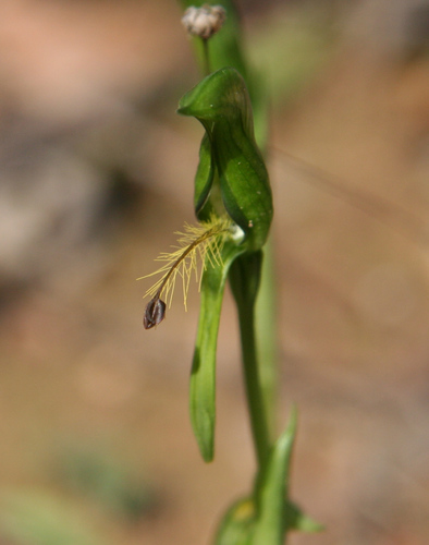 Image of Pterostylis plumosa by (c) yatesy, some rights reserved (CC BY)
