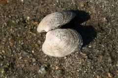 Ruditapes decussatus