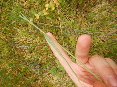 Arctagrostis latifolia