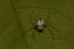 Australomimetus triangulosus