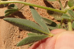 Crotalaria podocarpa image