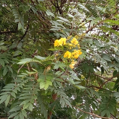 Senna spectabilis