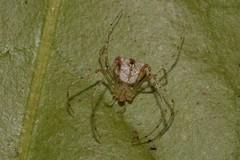 Australomimetus triangulosus