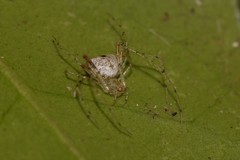 Australomimetus triangulosus