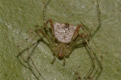 Australomimetus triangulosus