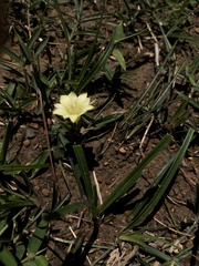 Gentiana scabrida