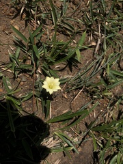 Gentiana scabrida