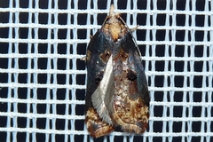 Acleris cristana