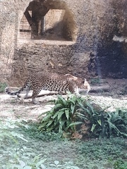 Panthera pardus melas