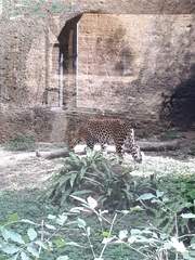 Panthera pardus melas